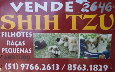 Shih Tzu Raças Pequenas