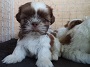 Shih Tzu Raças Pequenas